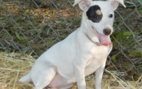 128 Zoey Rat Terrier