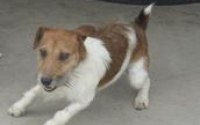 Jack-Russell-Terriers__element153