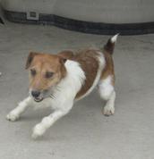 Jack-Russell-Terriers__element153
