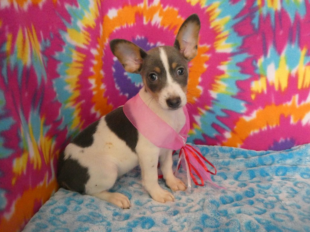 Rat Terrier puppies B & S Kennels