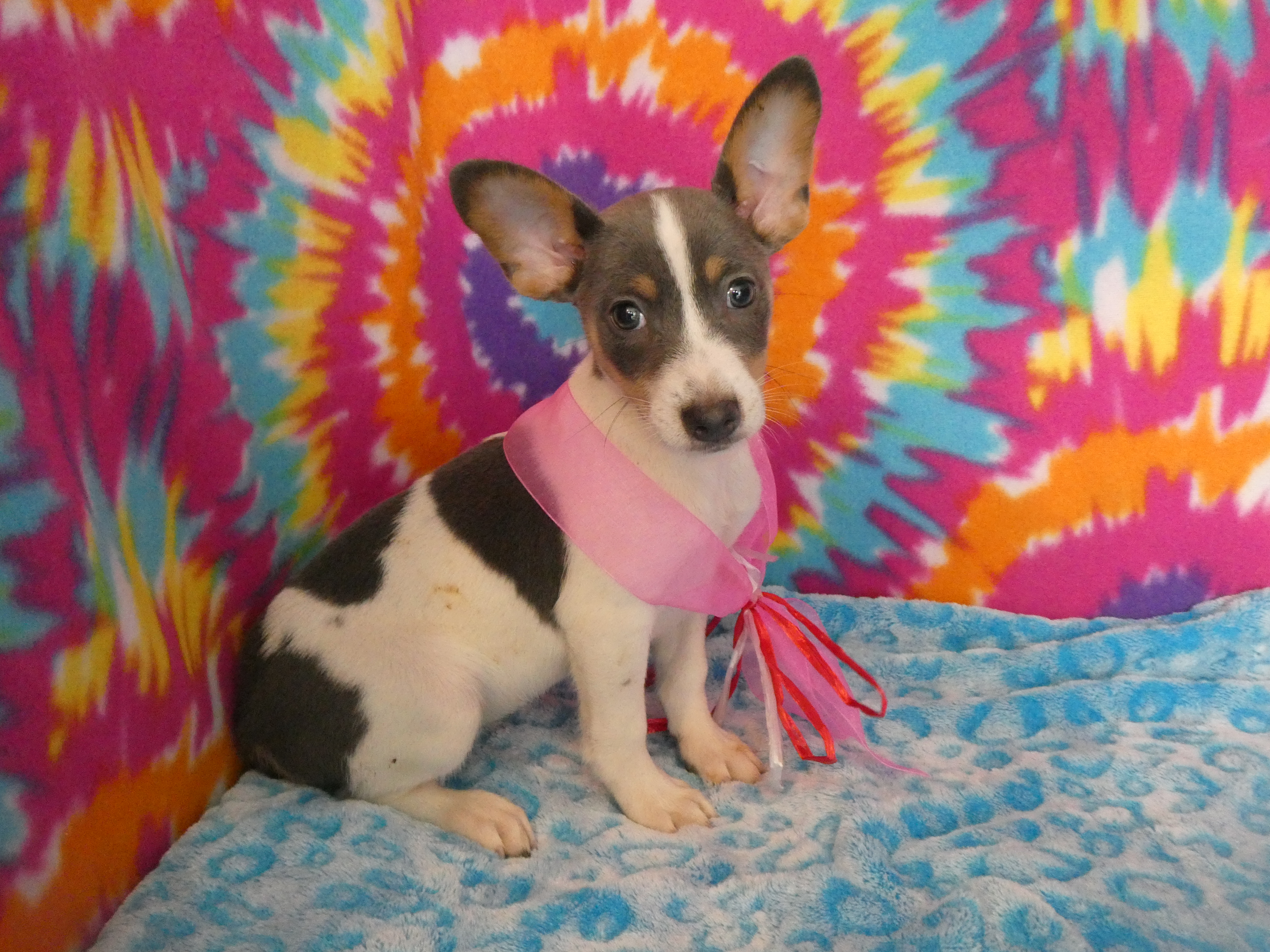 Blue merle rat clearance terrier puppies for sale