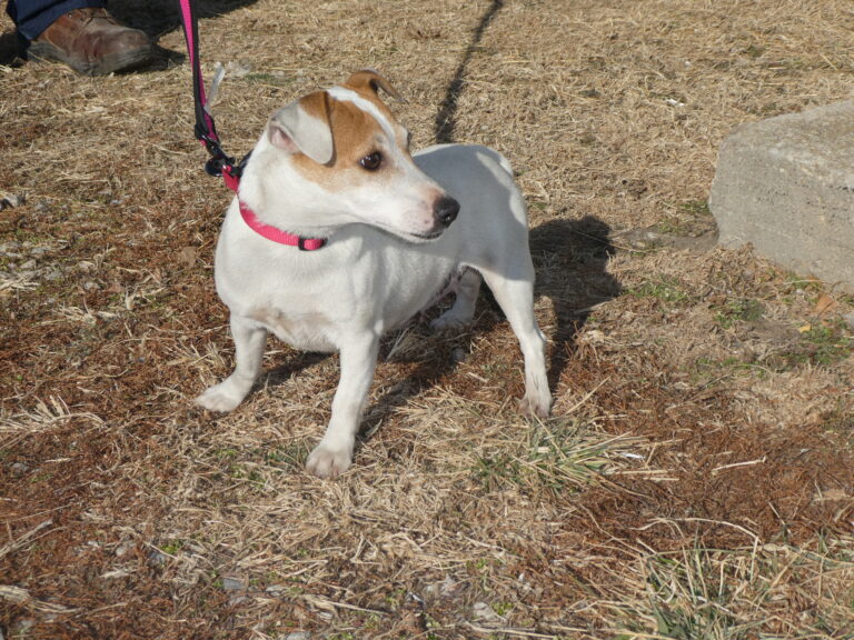 #1 Jack Russell Terrier ADULT female