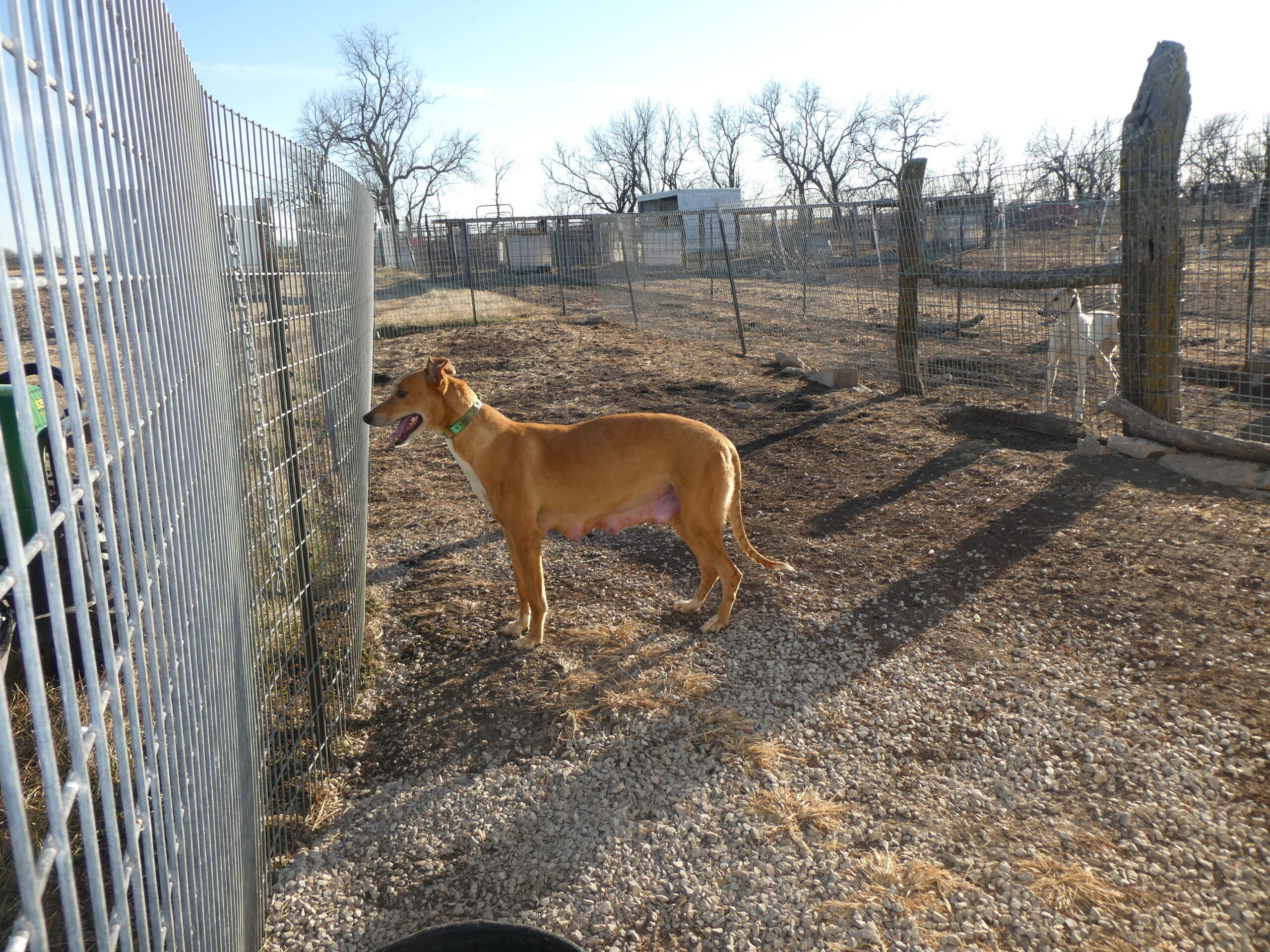 GREYHOUND Momma B & S Kennels