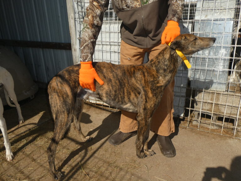 B & S Kennels Boxer, Bassett, Husky, Beagle & Terrier Breeders, Olpe KS