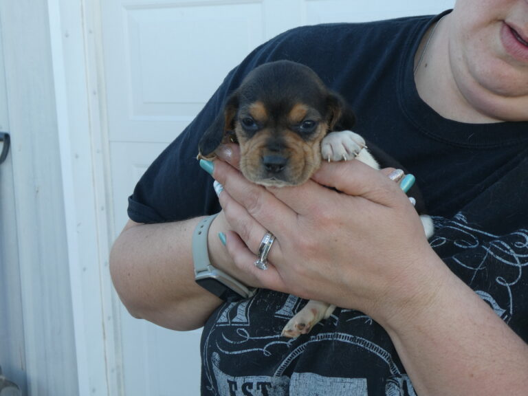 B & S Kennels Boxer, Bassett, Husky, Beagle & Terrier Breeders, Olpe KS