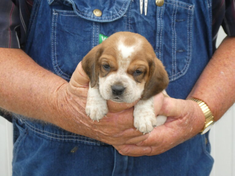 B & S Kennels Boxer, Bassett, Husky, Beagle & Terrier Breeders, Olpe KS