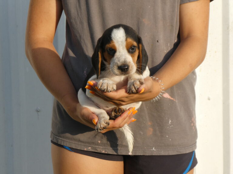 B & S Kennels Boxer, Bassett, Husky, Beagle & Terrier Breeders, Olpe KS