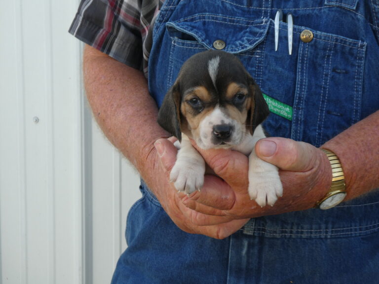 B & S Kennels Boxer, Bassett, Husky, Beagle & Terrier Breeders, Olpe KS