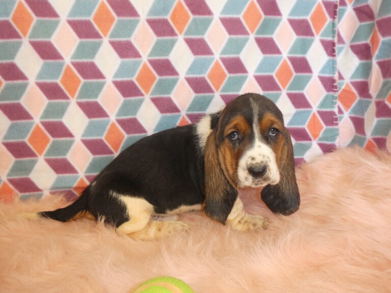 B & S Kennels Boxer, Bassett, Husky, Beagle & Terrier Breeders, Olpe KS