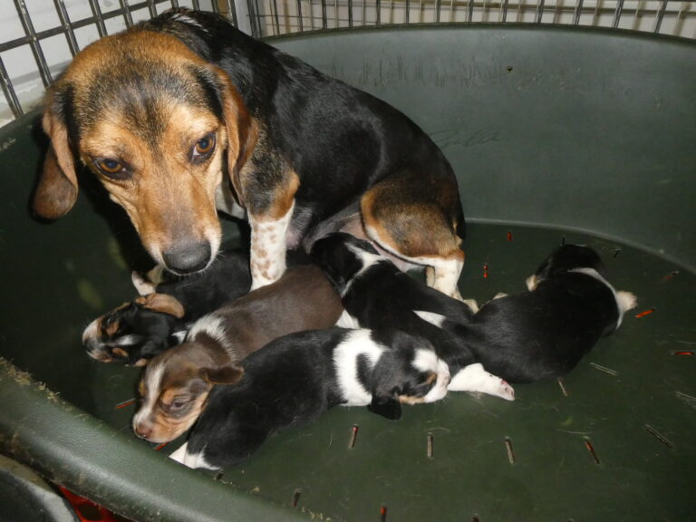 #1 BEAGLE litter males and females