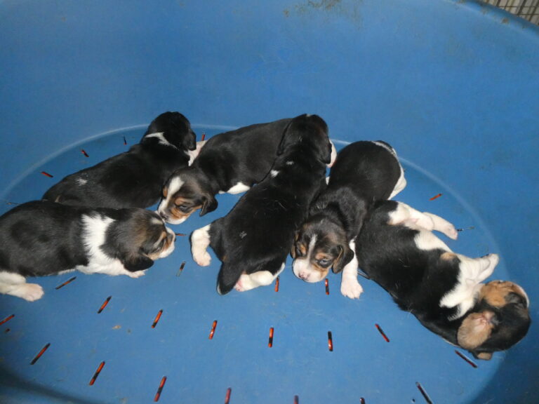 #2 BEAGLE litter