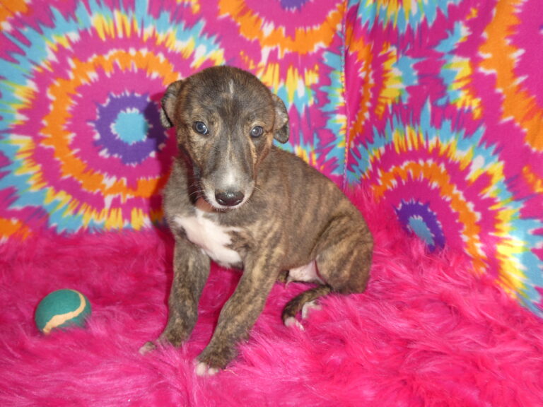 #4 GREYHOUND Male