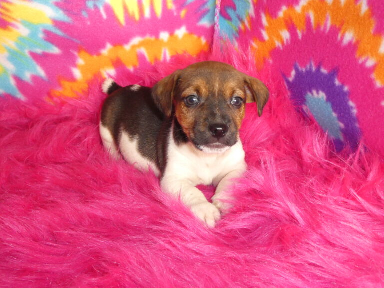 #1 Jack Russell Terrier male