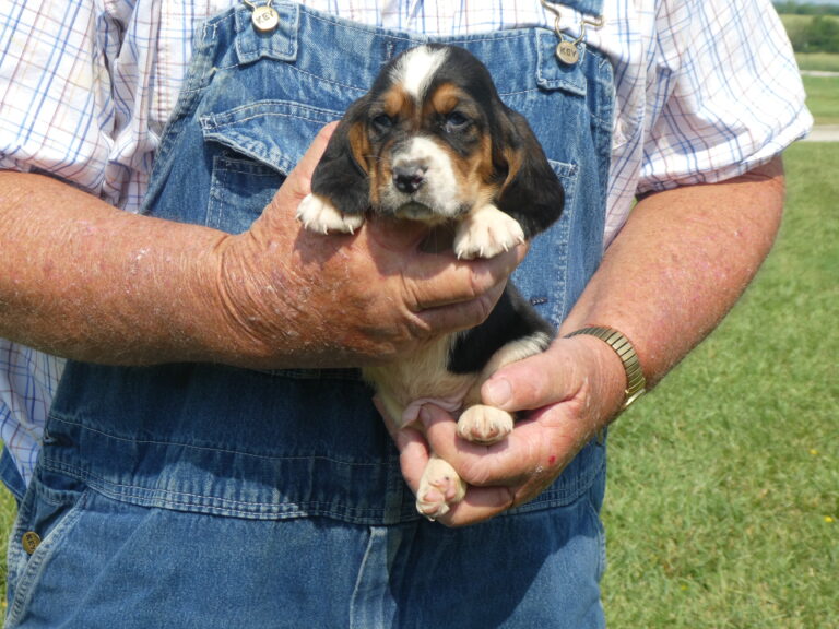 #1 Basset Hound MALE