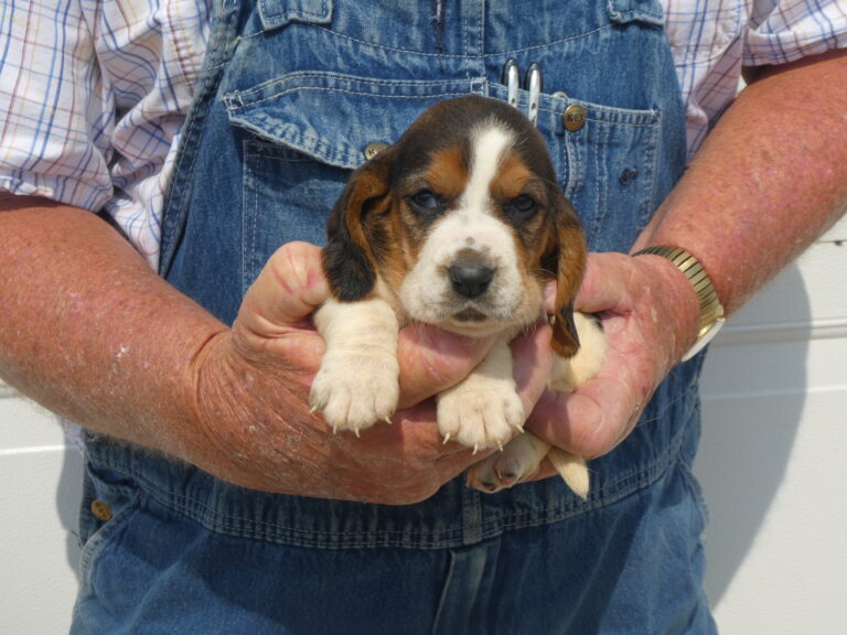 #3 Basset Hound FEMALE