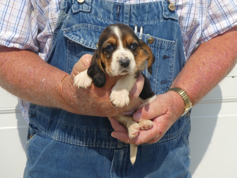 #4 Basset Hound FEMALE