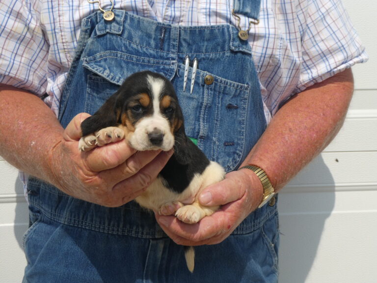 #5 Basset Hound FEMALE