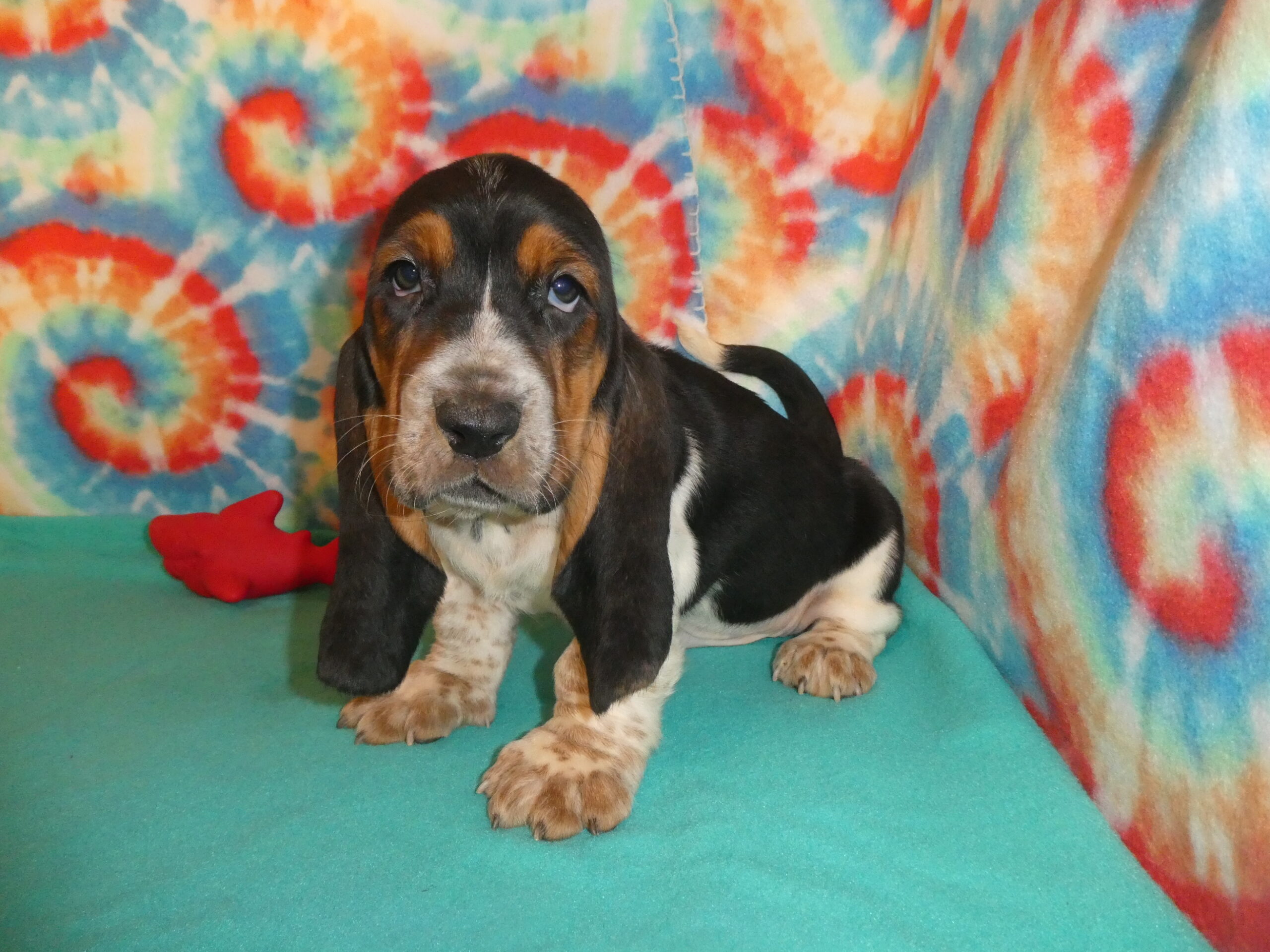 15 Basset Hound male B & S Kennels