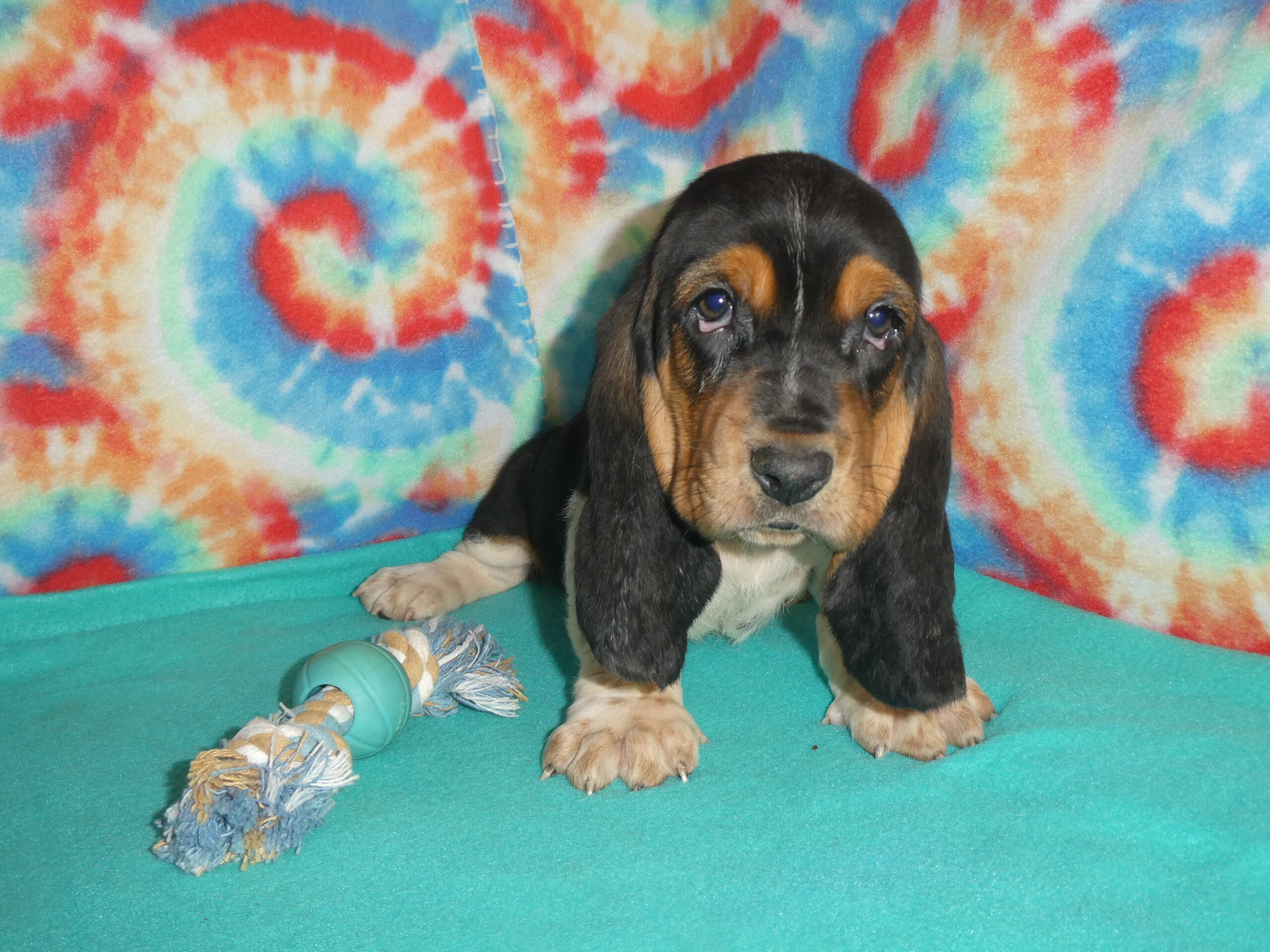 16 Basset Hound Male B & S Kennels