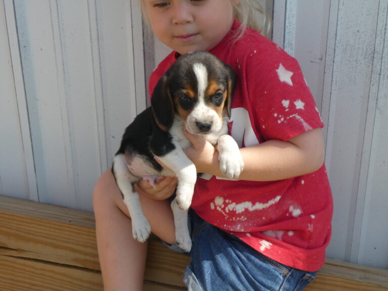#1 Beagle MALE