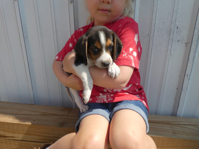 #2 BEAGLE Male