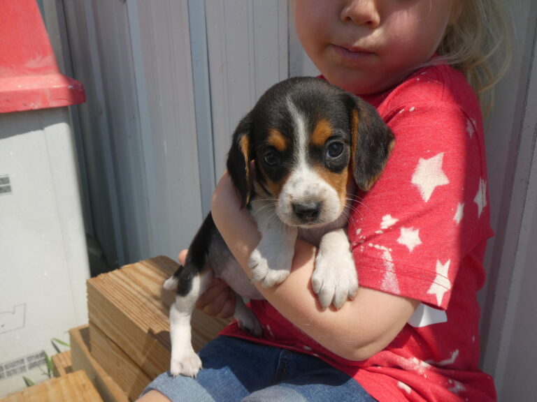#5 BEAGLE Female