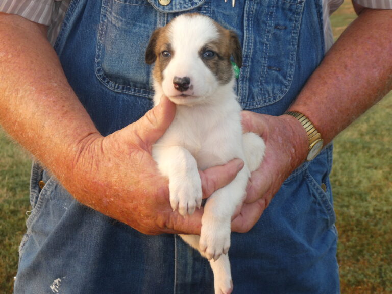#3 GREYHOUND FEMALE