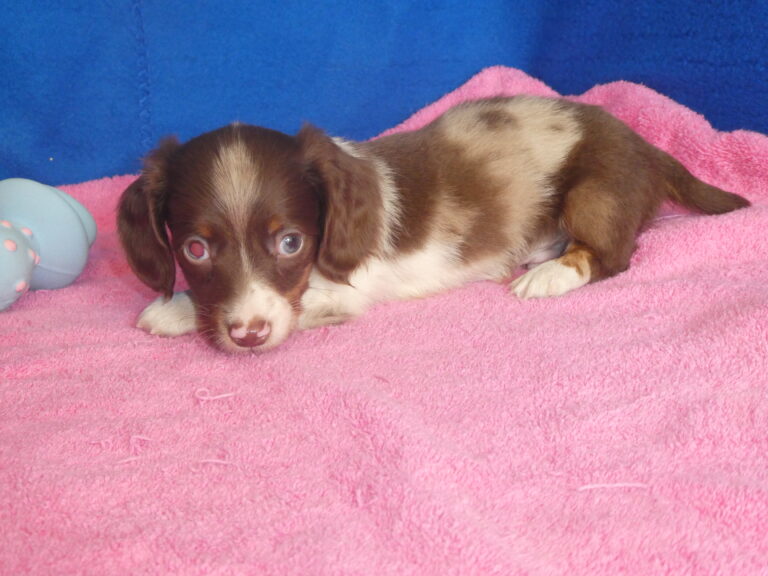 #4 Dachshund Male