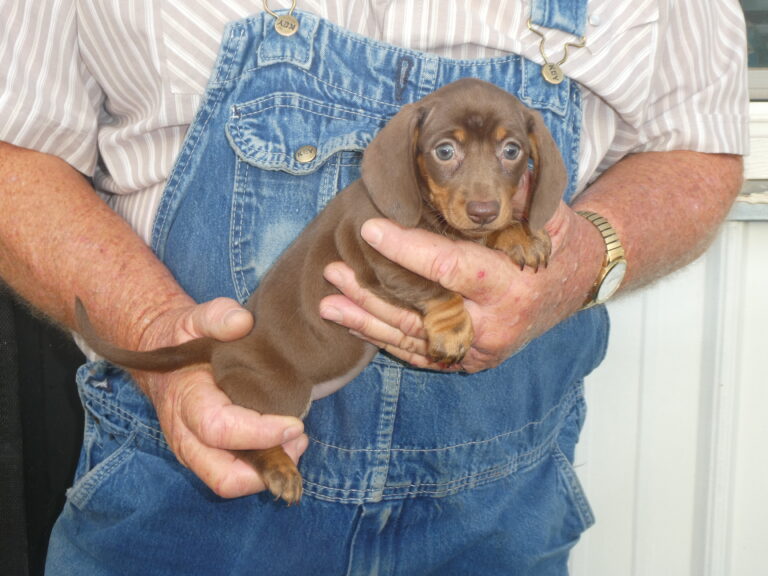 #7 Dachshund Female
