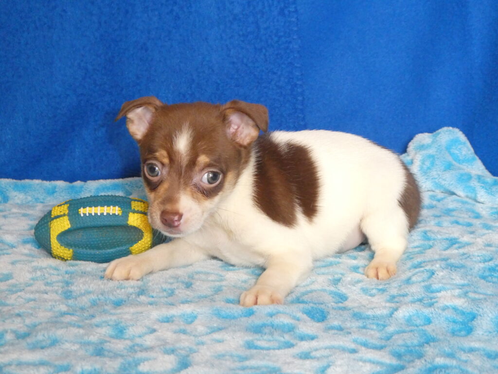 12 Rat Terrier Male B & S Kennels