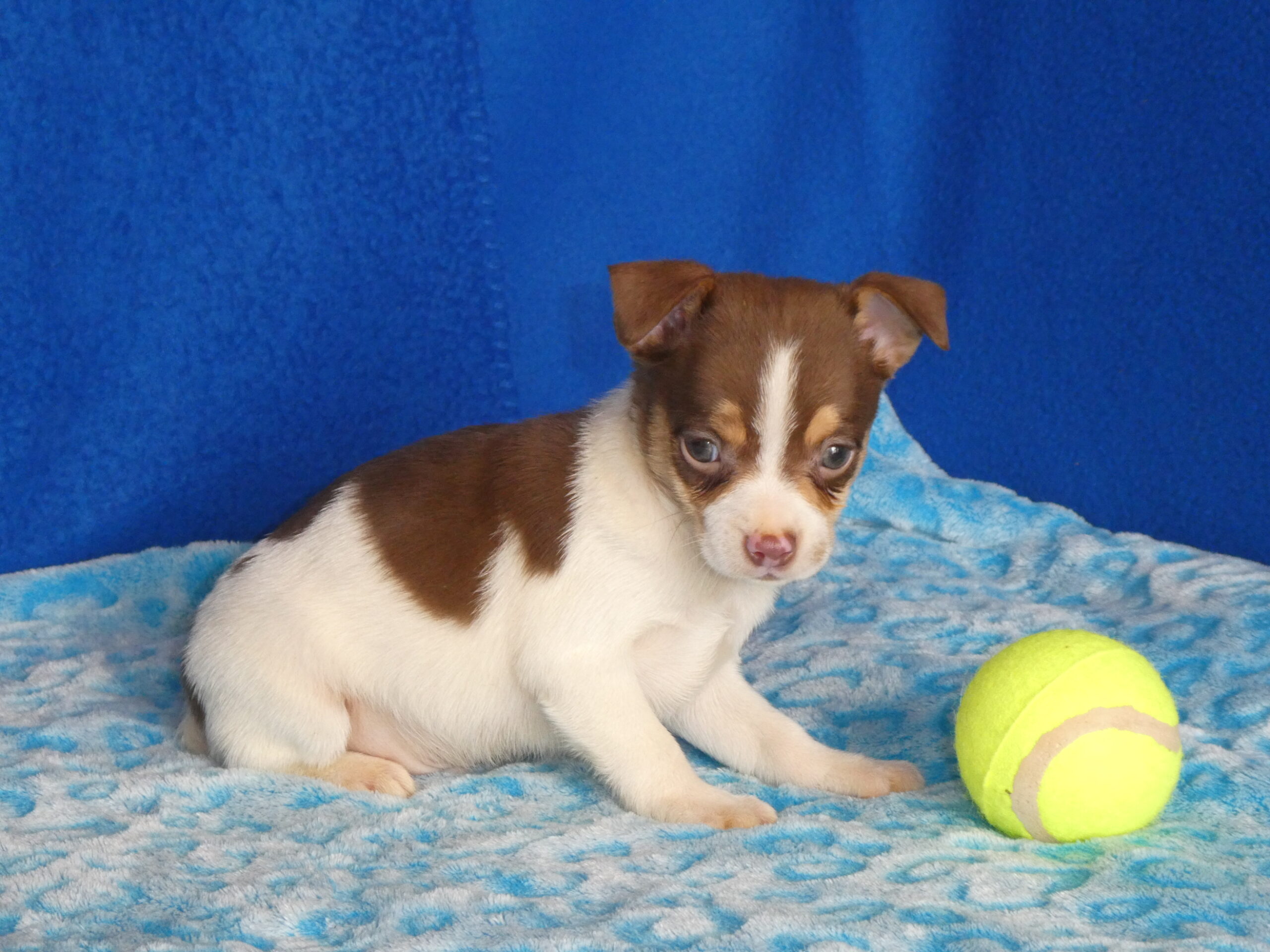13 RAT TERRIER Male B & S Kennels