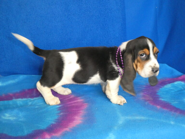 #14 Basset Hound FEMALE