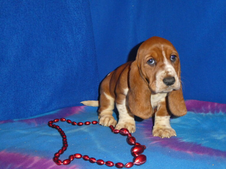 #18 Basset Hound FEMALE