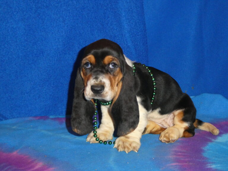 #19 Basset Hound FEMALE