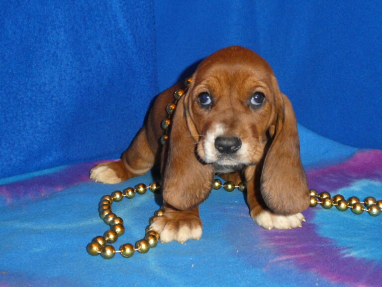 #20 Basset Hound FEMALE