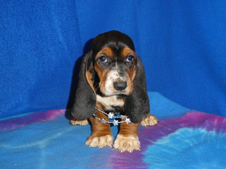#21 Basset Hound FEMALE