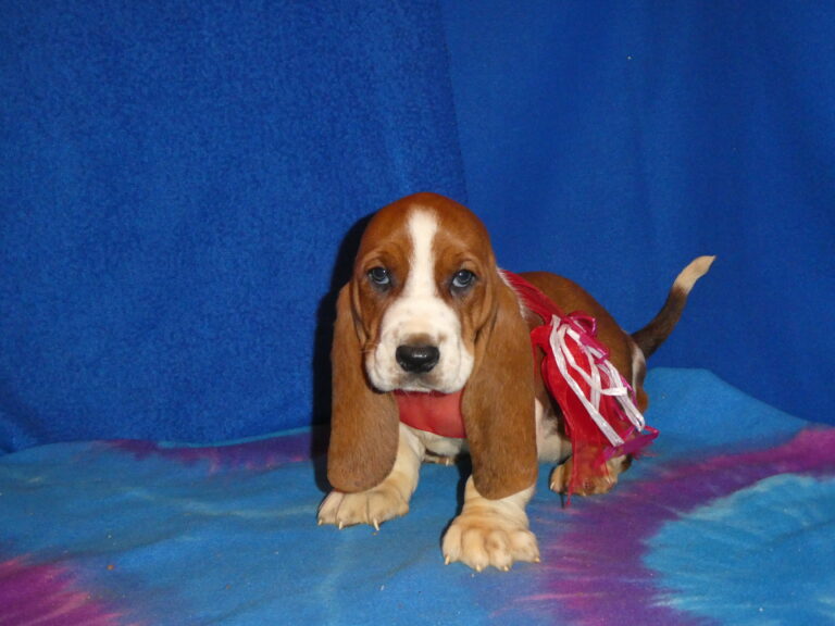 #22 Basset Hound FEMALE