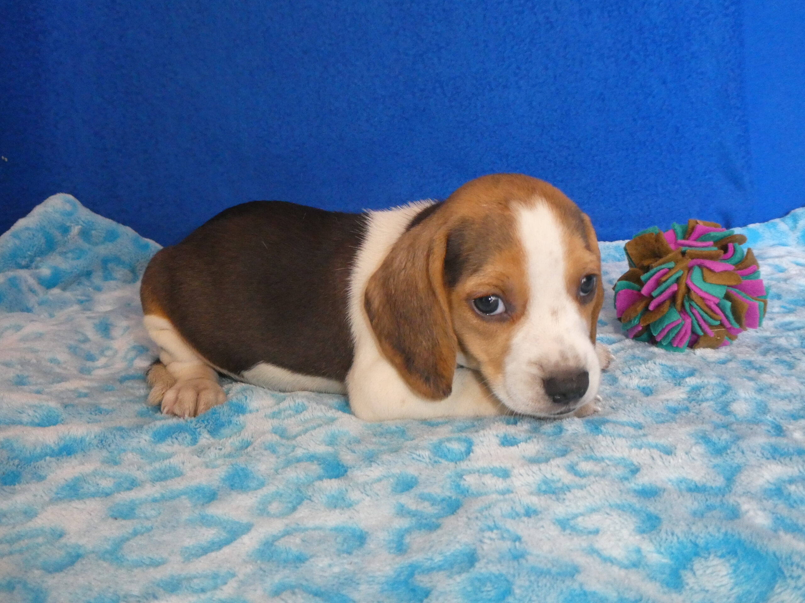 16 BEAGLE Male B & S Kennels