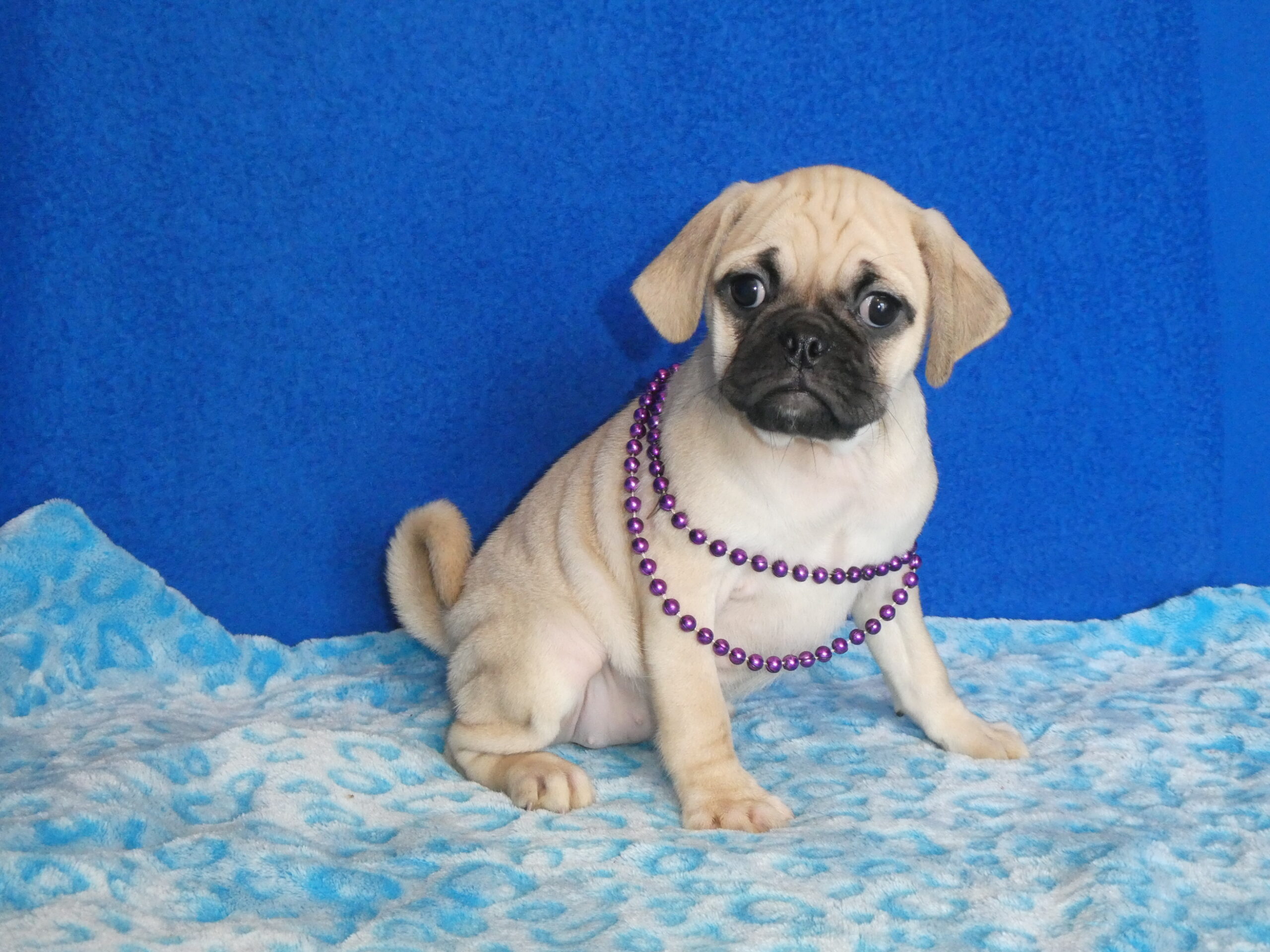 1 PUGGLE Female B & S Kennels