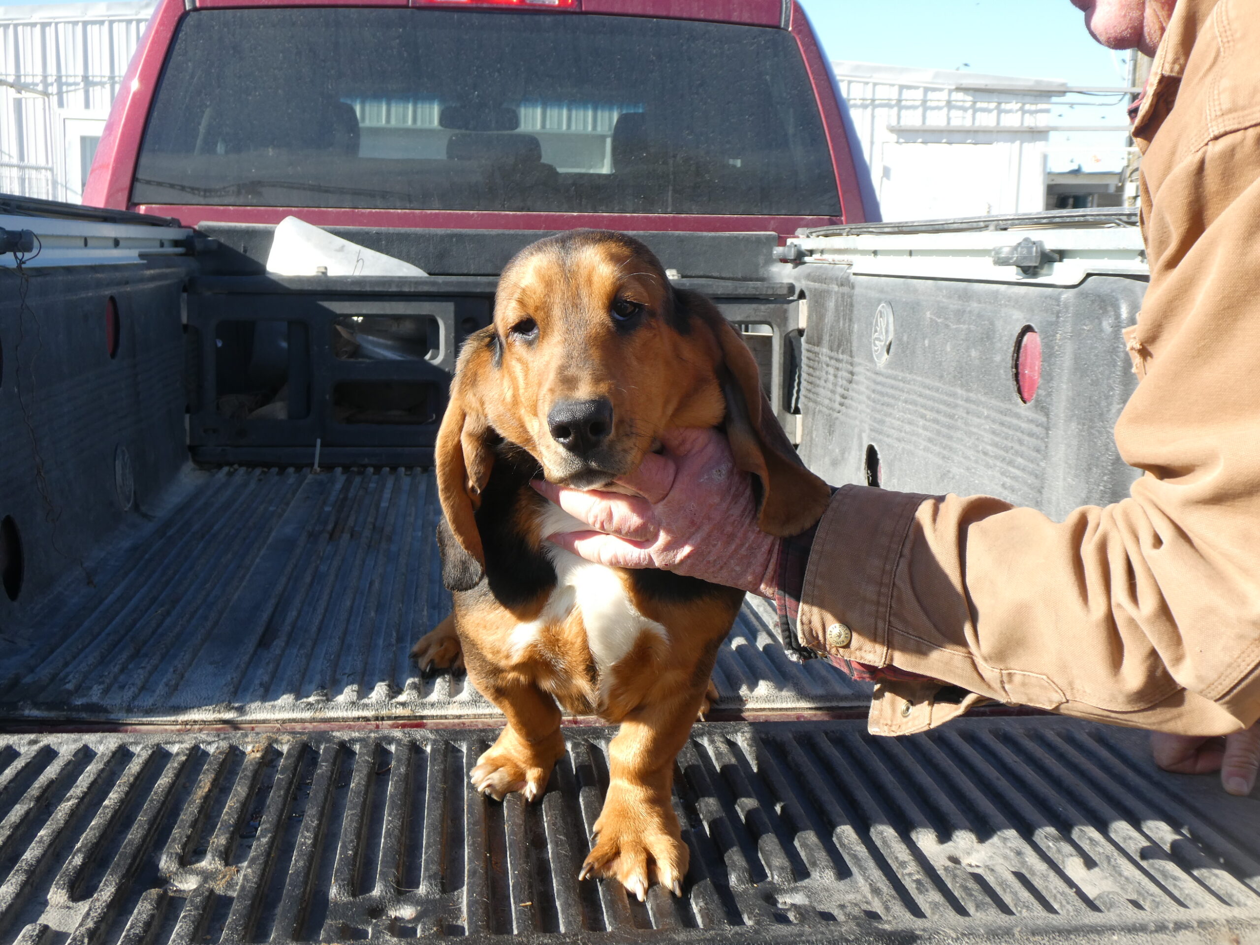 46 Basset Hound Female B & S Kennels