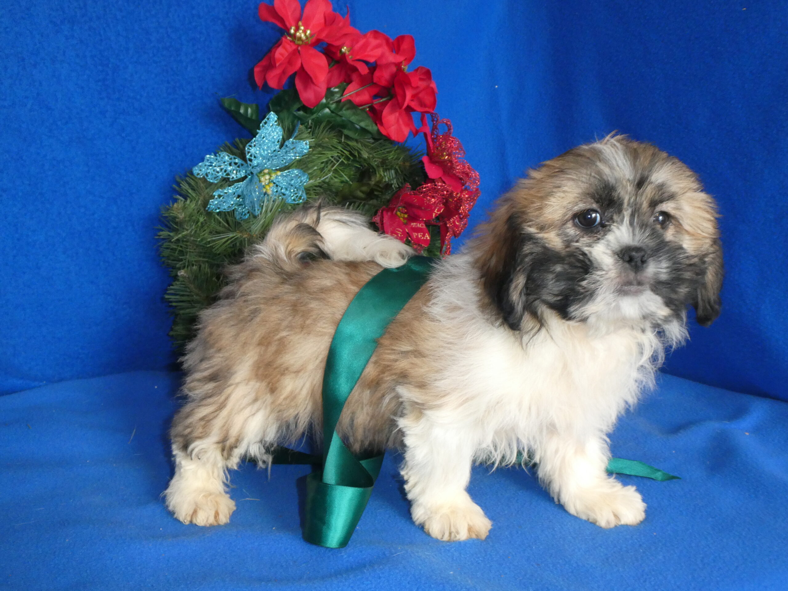 2 Shih Tzu FEMALE B & S Kennels