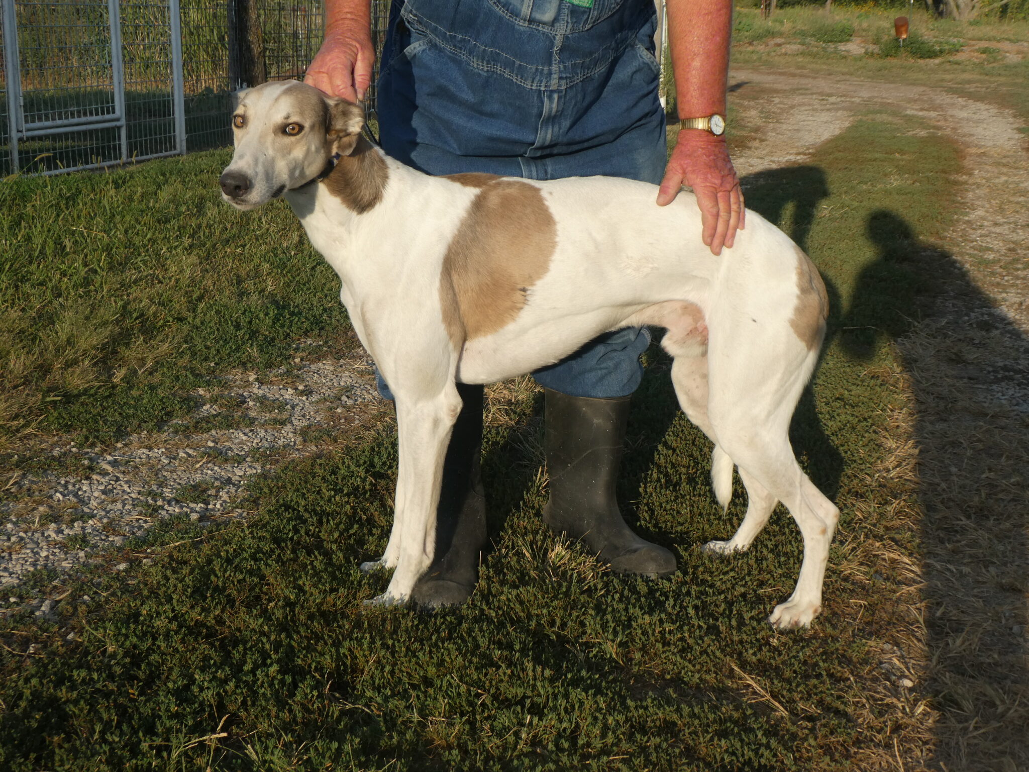 Greyhound Daddy. B & S Kennels