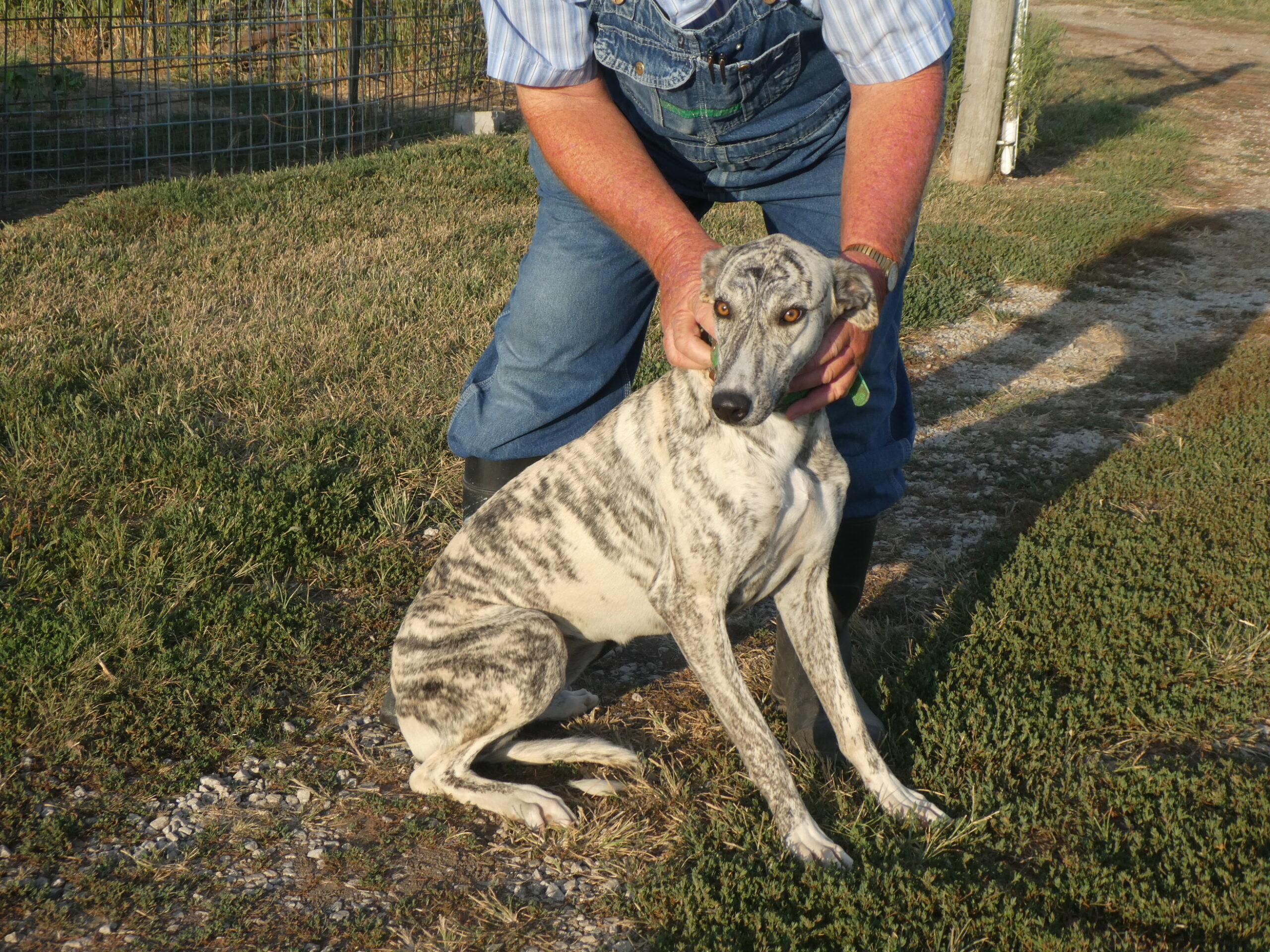 Greyhound Momma B & S Kennels