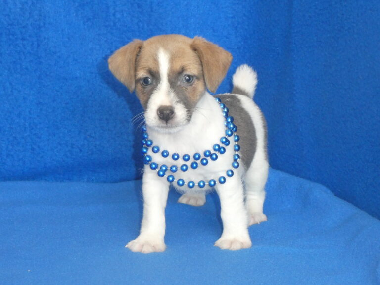 #12 Jack Russell Terrier Female
