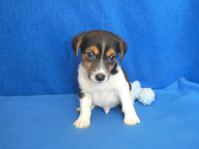 #13 Jack Russell Terrier MALE
