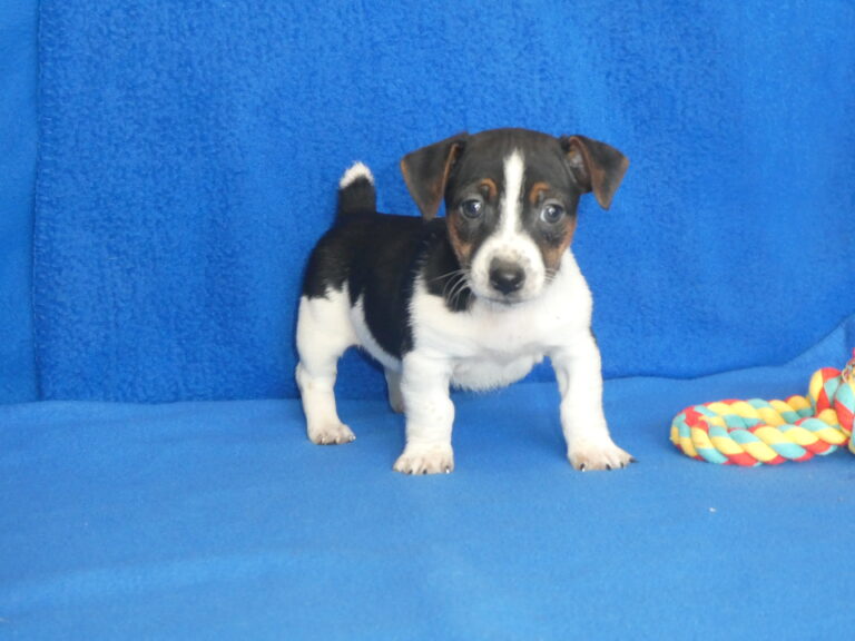 #14 JACK RUSSELL TERRIER Male