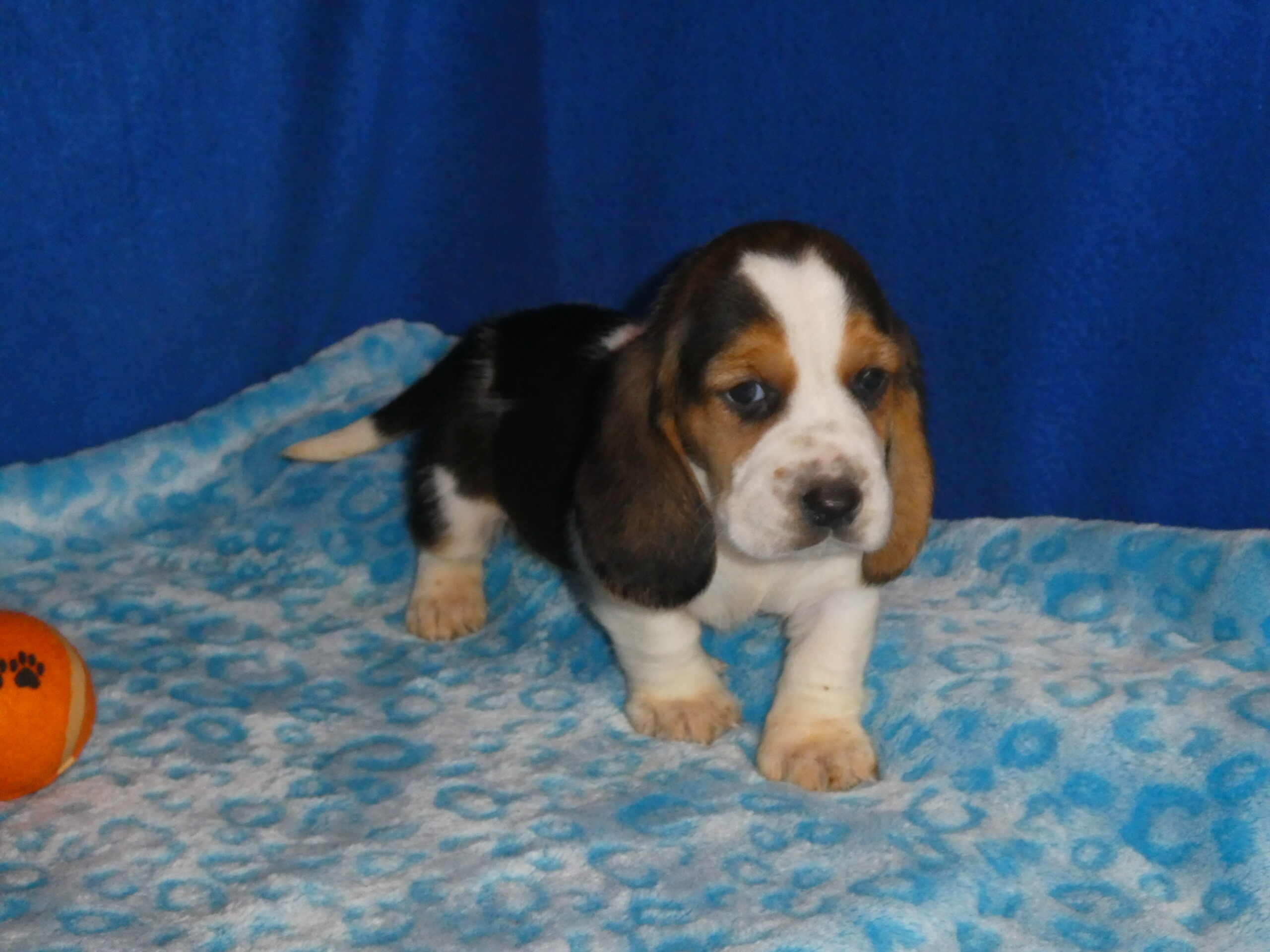 16 Basset Hound MALE B & S Kennels