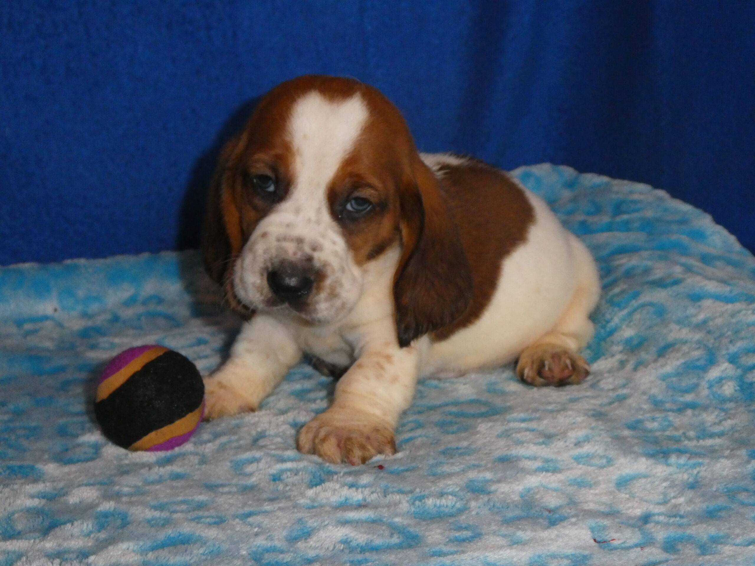 17 Basset Hound MALE B & S Kennels