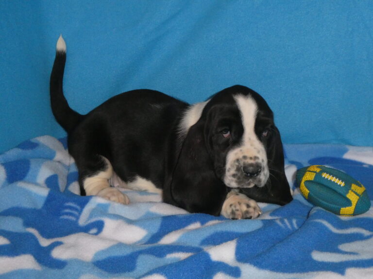 C. Basset Hound Male