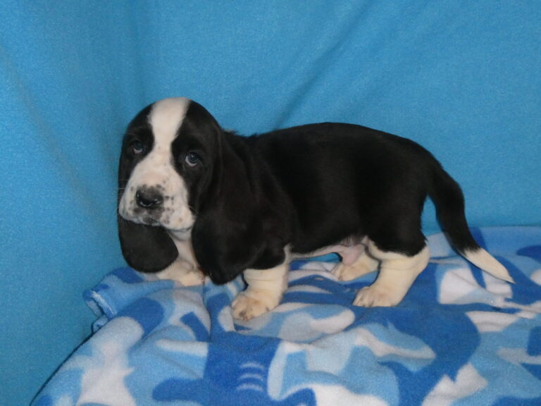 B. Basset Hound MALE